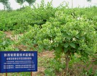 樹型金銀花標(biāo)準(zhǔn)化示范基地