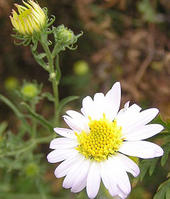 野菊花