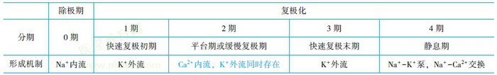 心室肌動作電位的分期及特點(diǎn)