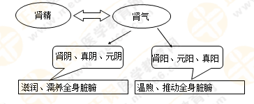 《中藥學(xué)綜合知識(shí)與技能》的藏象