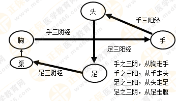 專業(yè)師資帶你學(xué)（九）：執(zhí)業(yè)藥師《中藥綜》經(jīng)絡(luò)與經(jīng)絡(luò)系統(tǒng)！5圖2表！