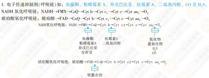 氧化磷酸化的調節(jié) 