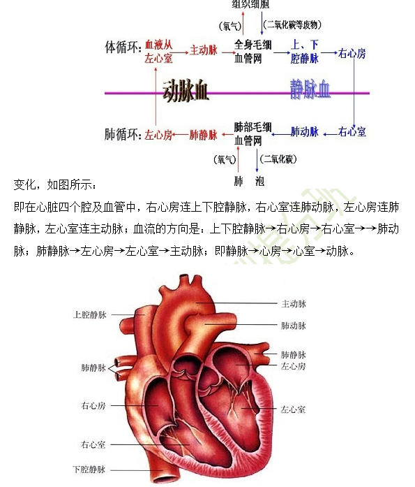 2019年臨床助理醫(yī)師心血管系統(tǒng)16個高頻考點速記！