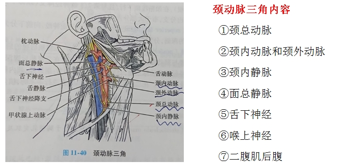 口腔解剖生理學(xué)